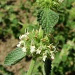 <strong>Arzneipflanze des Jahres 2018</strong><br> Andorn - Marrubium vulgare