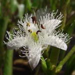 <strong>Blume des Jahres 2020</strong><br> Fieberklee - Menyanthes trifoliata