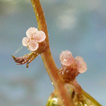 Myriophyllum alternifolium - Wechselblütiges Tausendblatt