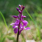 <strong>Orchidee des Jahres 2009</strong><br> Männliches Knabenkraut - Orchis mascula