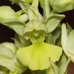 Orchis pallens - Blasses Knabenkraut