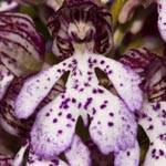 <strong>Orchidee des Jahres 2013</strong><br> Purpur-Knabenkraut - Orchis purpurea