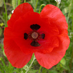 Papaver - Mohne in NRW