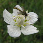 Parnassia palustris - Sumpf-Herzblatt