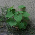 1. Blauglockenbaum - Paulownia tomentosa