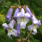 1. Blauglockenbaum - Paulownia tomentosa