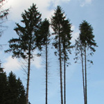 Picea abies - Rot-Fichte