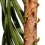 <strong>Baum des Jahres 2017</strong><br> Fichte - Picea abies