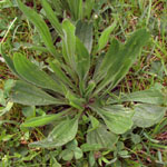 <strong>Arzneipflanze des Jahres 2014</strong><br> Spitz-Wegerich - Plantago lanceolata