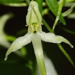 Platanthera bifolia - Zweiblättrige Waldhyazinthe