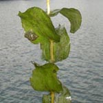 <strong>Wasserpflanze des Jahres 2009</strong><br> Durchwachsenes Laichkraut - Potamogeton perfoliatus