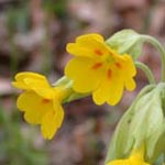 <strong>Blume des Jahres 2016</strong><br> Echte Primel - Primula veris