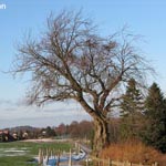 <strong>Baum des Jahres 2010</strong><br> Vogel-Kirsche - Prunus avium