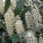 Prunus laurocerasus - Lorbeerkirsche, Kirschlorbeer