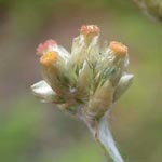 2. Gelbweißes Ruhrkraut - Helichrysum luteoalbum