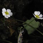 <strong>Wasserpflanze des Jahres 2016</strong><br> Flutender Hahnenfuß - Ranunculus fluitans