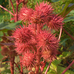 <strong>Giftpflanze des Jahres 2018</strong><br> Rizinus - Ricinus communis