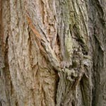 <strong>Baum des Jahres 2020</strong><br> Robinie - Robinia pseudoacacia