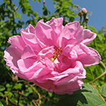 <strong>Heilpflanze des Jahres 2013</strong><br> Damaszener-Rose - Rosa damascena