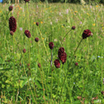 <strong>Blume des Jahres 2021</strong><br> Großer Wiesenknopf - Sanguisorba officinalis