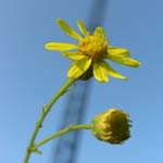 <strong>Stadtpflanze des Jahres 2017</strong><br> Schmalblättriges Greiskraut - Senecio inaequidens