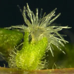 Soleirolia soleirolii - Bubikopf