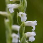 <strong>Orchidee des Jahres 2016</strong><br> Sommer-Wendelorchis - Spiranthes aestivalis