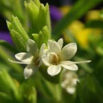 Stevia rebaudiana - Süßkraut, Süßblatt