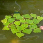 <strong>Wasserpflanze des Jahres 2011</strong><br> Wassernuss - Trapa natans