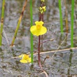 <strong>Wasserpflanze des Jahres 2015</strong><br> Südlicher und Gewöhnlicher Wasserschlauch - Utricularia australis und vulgaris