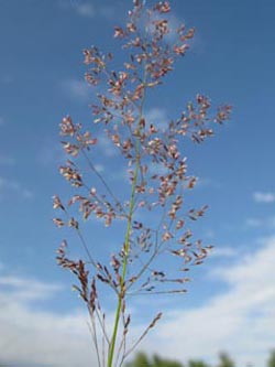 Agrostis_capillaris_BOKalwes130709_ja05.jpg