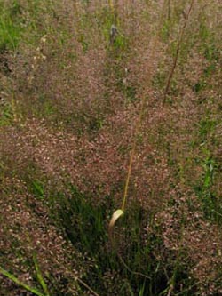 Agrostis_capillaris_BOKalwes130709_ja15.jpg