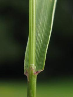Agrostis_capillaris_BOKalwes130709_ja20.jpg