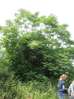 Ailanthus_altissima_LEV-Schlehbusch_270615_TK52.jpg