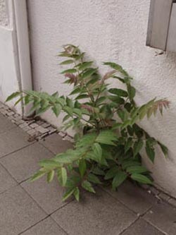 Ailanthus_altissima_WITZentrumKoernerstr060710_ja01.jpg
