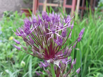 Allium_PurpleRain_BORoncalli130512_ja01.jpg