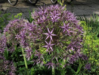 Allium_PurpleRain_BORoncalli_020612_ja01.jpg