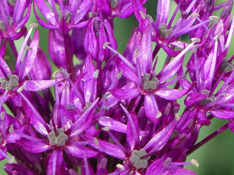 Allium_hollandicum_Menden_030520_WHessel01.jpg