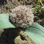 Allium karataviense - Blauzungen-Lauch