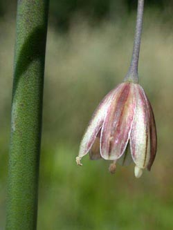 Allium_oleraceum_ja06.jpg