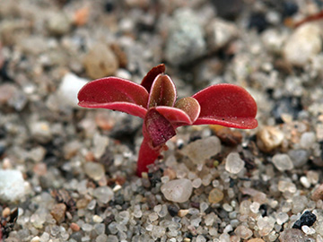 Amaranthus_albus_190718_CB02.jpg