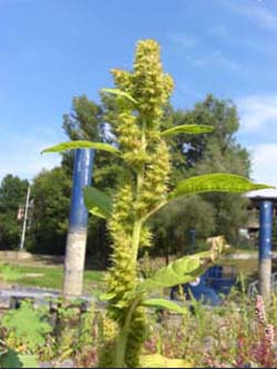Amaranthus_bouchonii_ElbeEx2008_Hohenwarte_ja01.jpg