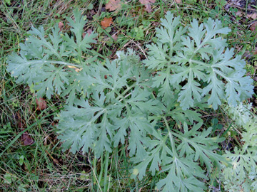 Artemisia_absinthium_100917_ja02.jpg