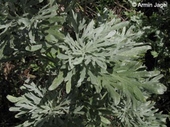 Artemisia_absinthium_Eifel2012_Spitznack080612_ja03.jpg