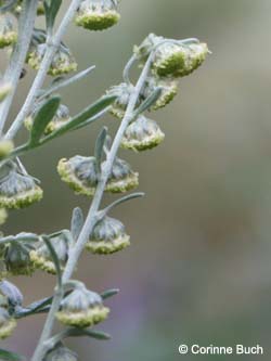 Artemisia_absinthium_Elbe2008_6_CB02.jpg