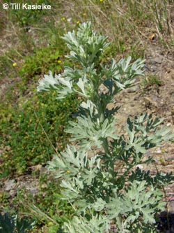 Artemisia_absinthium_Leutesdorf_290511_TK174.jpg