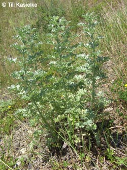 Artemisia_absinthium_Leutesdorf_290511_TK179.jpg