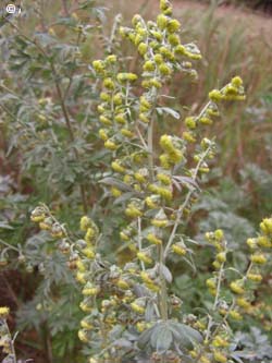 Artemisia_absinthium_NSGElbtalduenen_ElbeEx2008_ja02.jpg