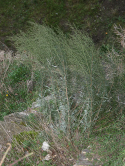 Artemisia_campestris_Mittelrhein_2007_cb01.jpg