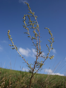 Artemisia_campestris_Mittelrhein_2007_cb02.jpg